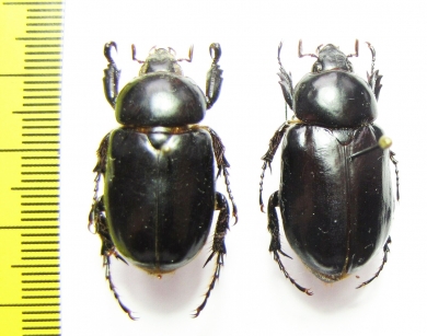 Cyclocephala sp., pair  Ecuador - INSECTS-STORE.RU