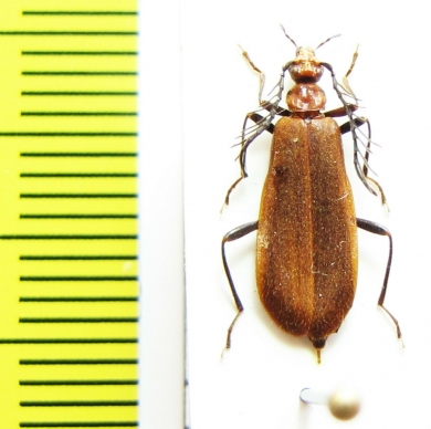 Pseudopyrochroa fascialis  Japan - INSECTS-STORE.RU