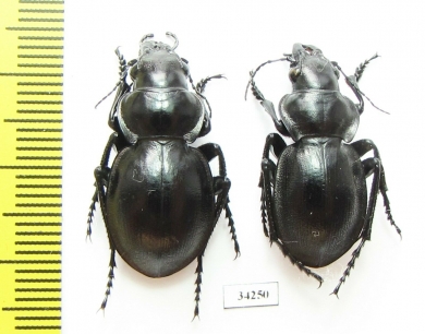 Callisthenes elegans danilevskii  Kazakhstan - INSECTS-STORE.RU