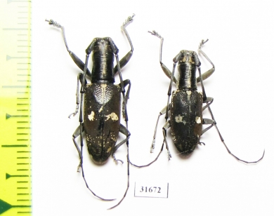 Gnoma sp.  Indonesia, Aru isl. - INSECTS-STORE.RU