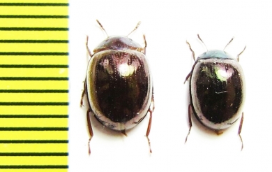 Tenebrionidae sp.  Malaysia - INSECTS-STORE.RU