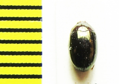 Platydema andoi  Malaysia, Borneo - INSECTS-STORE.RU