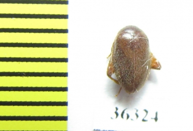 Scirtidae sp.  India - INSECTS-STORE.RU