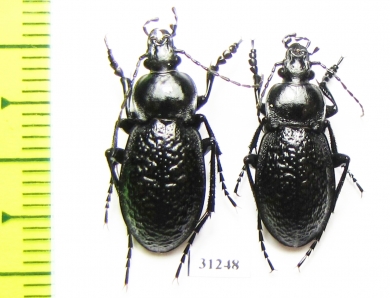 Carabus (Semnocarabus) carbonicolor callosus  Kazakhstan - INSECTS-STORE.RU