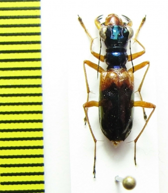 Therates sp.  Indonesia, Papua - INSECTS-STORE.RU