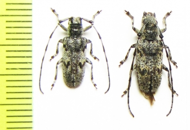 Mesosa poecila, pair  Japan - INSECTS-STORE.RU