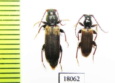 Tetropium fuscum, pair  Russia, Tver reg. - INSECTS-STORE.RU