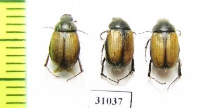 Omaloplia spiraeae  Russia, Astrakhan reg. - INSECTS-STORE.RU