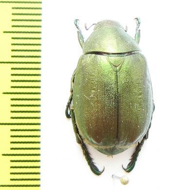 Anomala mongolica  Korea - INSECTS-STORE.RU