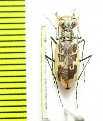 Cicindela hamata ? pallifera  USA, NM - INSECTS-STORE.RU