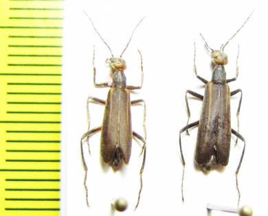 Epicauta grammica  Paraguay - INSECTS-STORE.RU