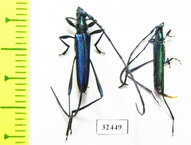 Cerambycidae sp.  South Africa Rep. - INSECTS-STORE.RU