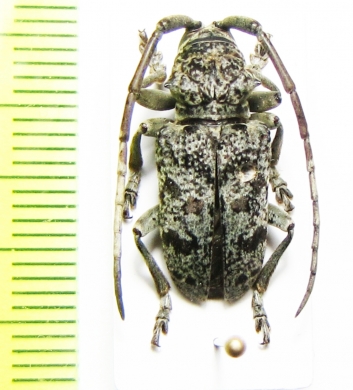 Tragon signaticornis  Cote d'Ivoire - INSECTS-STORE.RU