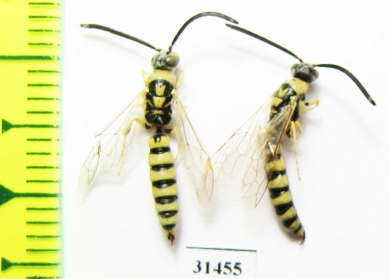 Tiphiidae, Meria sp.  Russia, Astrakhan reg. - INSECTS-STORE.RU