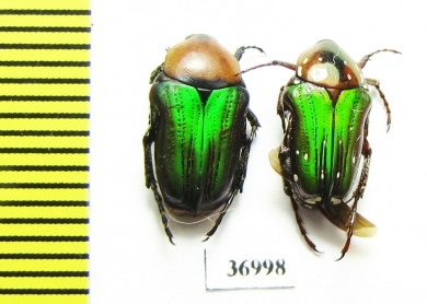 Leucocelis sp.  South Africa Rep. - INSECTS-STORE.RU