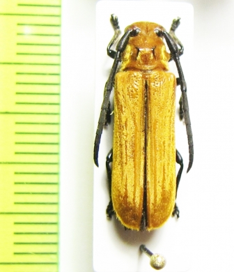 Eustathes flava  Philippines - INSECTS-STORE.RU