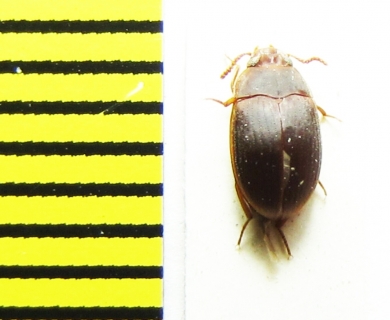 Platydema omissum  Malaysia, Borneo - INSECTS-STORE.RU