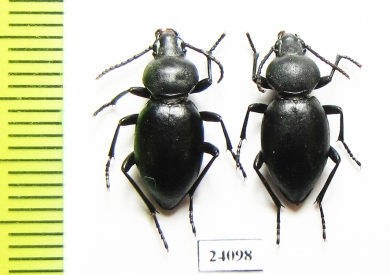 Tentyria cypria  Turkey - INSECTS-STORE.RU