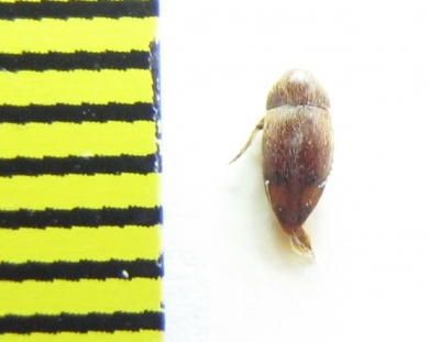 Eucinetidae, Eucinetus caucasicus  Russia, Caucasus - INSECTS-STORE.RU