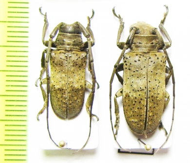 Oncideres pustulata, pair  USA - INSECTS-STORE.RU