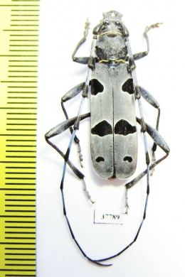 Rosalia alpina, male  Moldova - INSECTS-STORE.RU