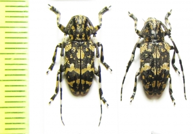 Mesosa yonaguni subkonoi, pair  Japan - INSECTS-STORE.RU