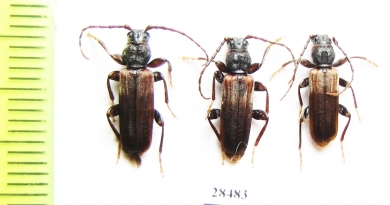 Tetropium fuscum  Russia, Tver reg. - INSECTS-STORE.RU