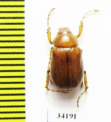 Pectinichelus brunneus  Tajikistan - INSECTS-STORE.RU