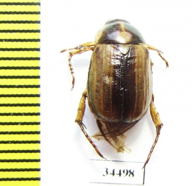 Anomala oxiana  Tajikistan - INSECTS-STORE.RU