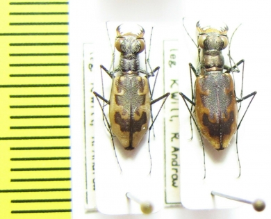 Cicindela hamata pallifera  USA - INSECTS-STORE.RU