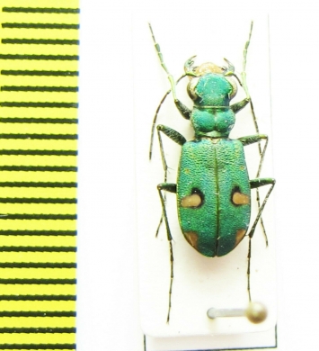 Platydela ismenia  Turkey, Osmaniye prov. - INSECTS-STORE.RU