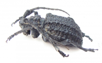 Phantasis sp.  Zambia - INSECTS-STORE.RU