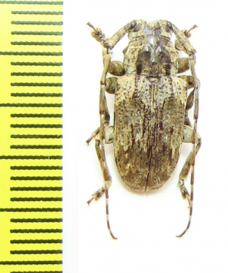 Cerambycidae sp.  Cameroon - INSECTS-STORE.RU