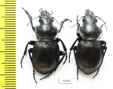 Callisthenes elegans amethystinum, pair  Kazakhstan - INSECTS-STORE.RU