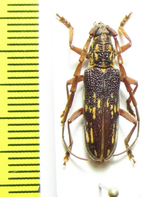 Cerambycidae sp.  Malaysia, Borneo - INSECTS-STORE.RU