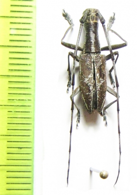 Gnoma luzonica  Philippines - INSECTS-STORE.RU