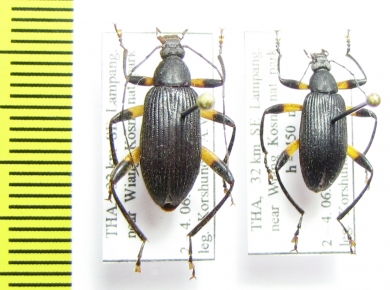 Tenebrionidae sp.  Thailand - INSECTS-STORE.RU