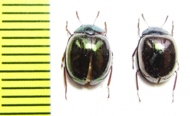 Tenebrionidae sp.  Malaysia - INSECTS-STORE.RU