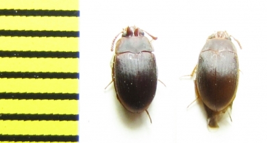 Platydema omissum, pair  Malaysia, Borneo - INSECTS-STORE.RU