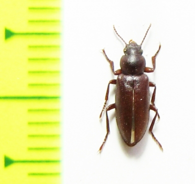 Colposphaena brevicollis  Kazakhstan - INSECTS-STORE.RU