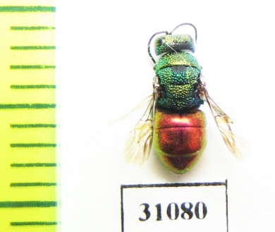Chrysididae sp.  Russia, Moscow reg. - INSECTS-STORE.RU