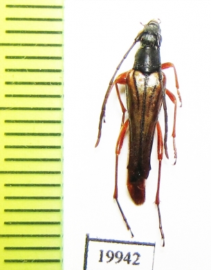 Neobellamira delicata  USA - INSECTS-STORE.RU