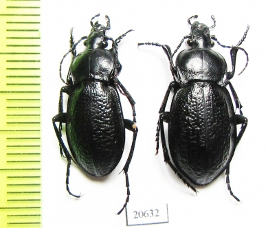 Carabus (Semnocarabus) carbonicolor korolkowi, pair  Kazakhstan - INSECTS-STORE.RU