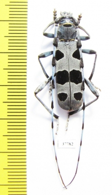 Rosalia alpina, male  Moldova - INSECTS-STORE.RU