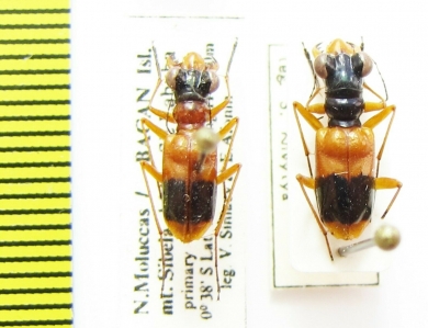 Therates sp., T.fasciatus  Indonesia, Bacan isl. / Sulawesi - INSECTS-STORE.RU
