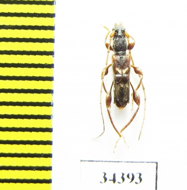 Molorchus pinivorus  Japan - INSECTS-STORE.RU