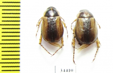 Anomala oxiana  Tajikistan - INSECTS-STORE.RU