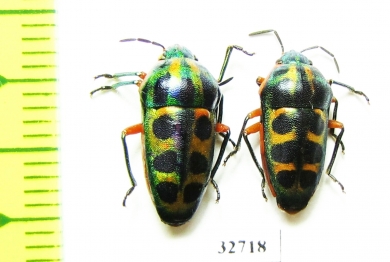 Hemiptera sp.  South Africa Rep. - INSECTS-STORE.RU