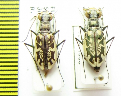 Cicindela hamata, pair  USA - INSECTS-STORE.RU