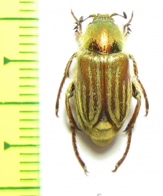 Glaphyrus oxypterus, male  Kazakhstan - INSECTS-STORE.RU